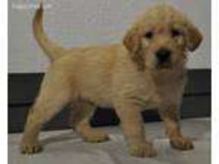 Labradoodle Puppy for sale in Atwood, IL, USA