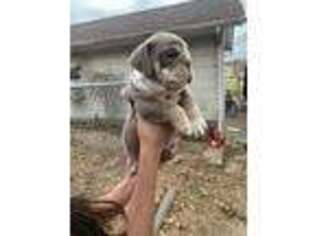 Bulldog Puppy for sale in California, MO, USA