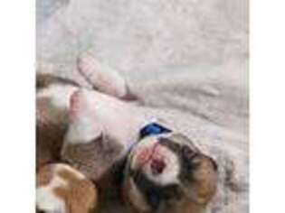 Pembroke Welsh Corgi Puppy for sale in Richland, NY, USA