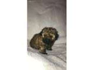Yorkshire Terrier Puppy for sale in Wyckoff, NJ, USA
