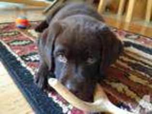 Labrador Retriever Puppy for sale in HEMLOCK, NY, USA