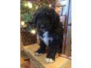 Mutt Puppy for sale in Bowling Green, OH, USA