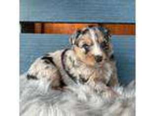 Australian Shepherd Puppy for sale in Charlottesville, VA, USA