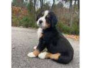 Bernese Mountain Dog Puppy for sale in North Stonington, CT, USA