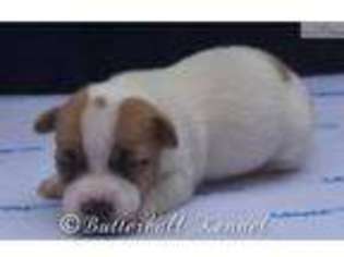 Jack Russell Terrier Puppy for sale in Ocala, FL, USA