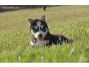 Siberian Husky Puppy for sale in Pierce City, MO, USA