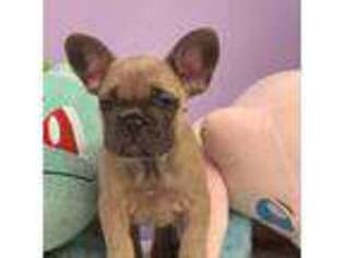 French Bulldog Puppy for sale in East Brunswick, NJ, USA