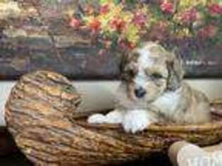 Shih-Poo Puppy for sale in Grenada, MS, USA