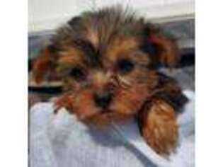 Mutt Puppy for sale in Boston, MA, USA