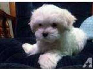 Maltese Puppy for sale in ELGIN, IL, USA