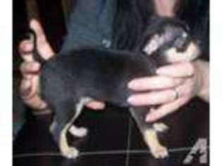 Chihuahua Puppy for sale in ALTO, MI, USA
