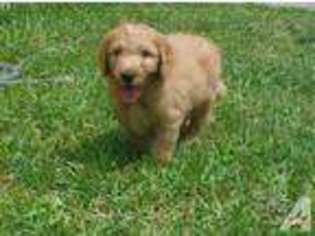 Goldendoodle Puppy for sale in COPPERAS COVE, TX, USA