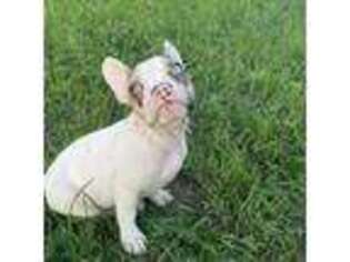 French Bulldog Puppy for sale in South Haven, MI, USA