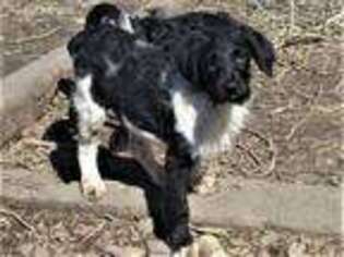 Labradoodle Puppy for sale in Highmore, SD, USA