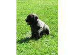 Mastiff Puppy for sale in Dungannon, VA, USA
