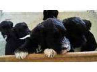 Portuguese Water Dog Puppy for sale in Phelan, CA, USA
