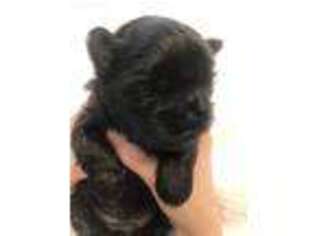 Mutt Puppy for sale in Scranton, PA, USA