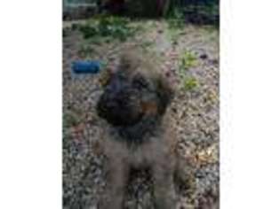 Mutt Puppy for sale in Levittown, NY, USA