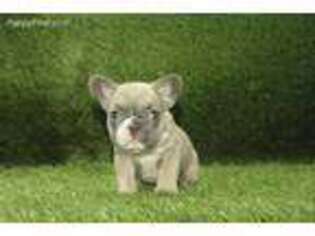 French Bulldog Puppy for sale in Bayonne, NJ, USA