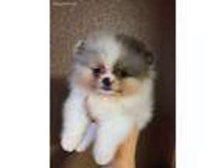 Pomeranian Puppy for sale in Martinez, CA, USA
