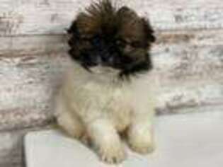 Mutt Puppy for sale in Lake Orion, MI, USA