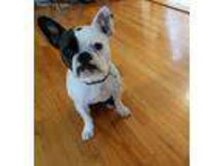 French Bulldog Puppy for sale in Woburn, MA, USA