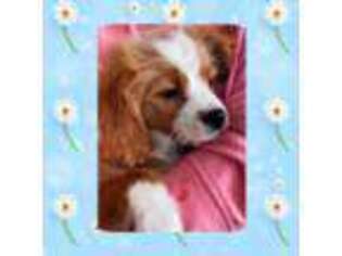 Cavapoo Puppy for sale in Watertown, TN, USA