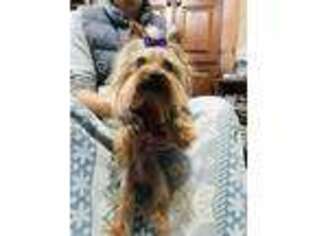 Yorkshire Terrier Puppy for sale in Jacksonville, OH, USA