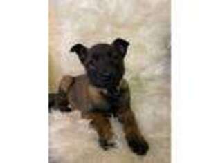 Belgian Malinois Puppy for sale in Dover, OH, USA