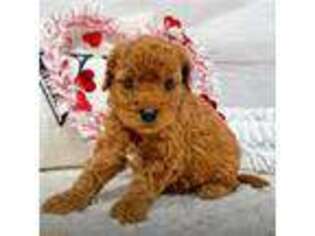 Cavapoo Puppy for sale in Denver, CO, USA