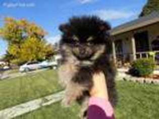 Pomeranian Puppy for sale in Stockton, CA, USA