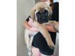 Mastiff Puppy for sale in Ramona, CA, USA