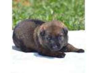 German Shepherd Dog Puppy for sale in Cherryville, NC, USA