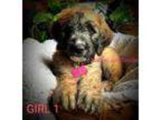 Saint Berdoodle Puppy for sale in Winston, GA, USA
