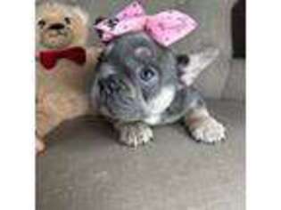 Bulldog Puppy for sale in Jacksonville, FL, USA