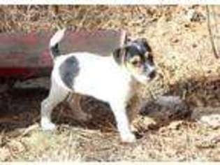 Jack Russell Terrier Puppy for sale in Littleton, CO, USA