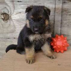 German Shepherd Dog Puppy for sale in Mount Pleasant, TX, USA