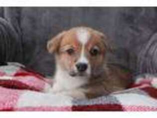 Pembroke Welsh Corgi Puppy for sale in Denver, PA, USA