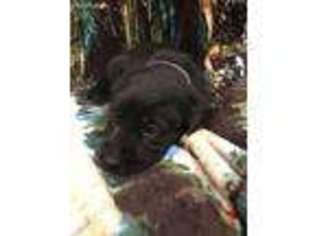 Labrador Retriever Puppy for sale in Doerun, GA, USA