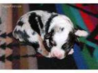 Miniature Australian Shepherd Puppy for sale in Maysville, OK, USA