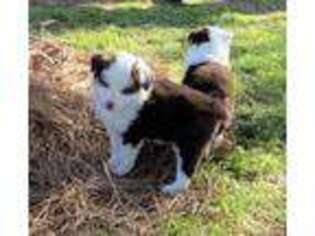 Miniature Australian Shepherd Puppy for sale in Cameron, OK, USA