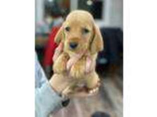 Basset Hound Puppy for sale in Jackson, MO, USA