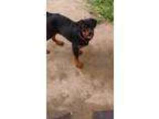 Rottweiler Puppy for sale in Falcon, MO, USA