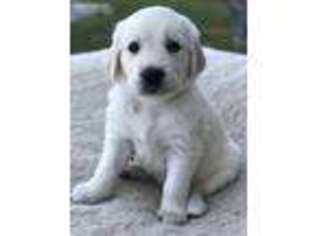 Golden Retriever Puppy for sale in Magnolia, TX, USA