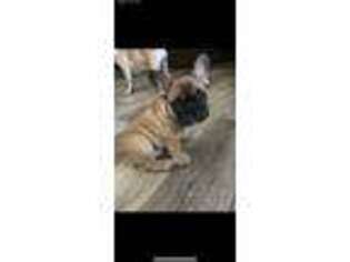 French Bulldog Puppy for sale in Canute, OK, USA