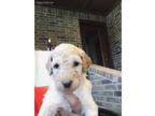Mutt Puppy for sale in Paradise, TX, USA