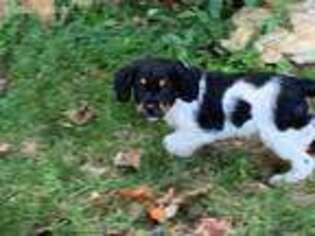 Brittany Puppy for sale in Avondale, PA, USA