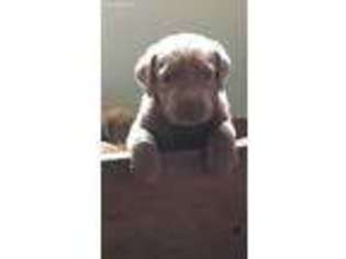 Labrador Retriever Puppy for sale in Fairfax, SC, USA