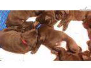 Labrador Retriever Puppy for sale in Charlotte, NC, USA