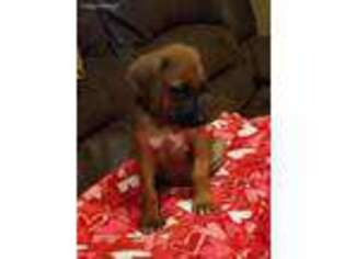 Rhodesian Ridgeback Puppy for sale in Etoile, TX, USA
